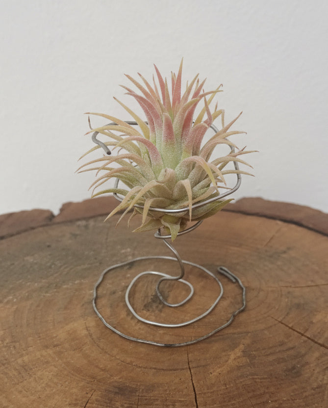 Tillandsia ionantha var. rubra