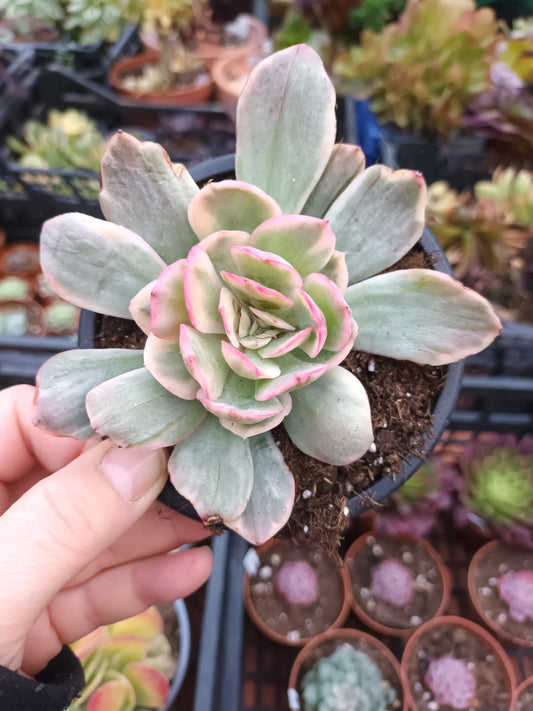 Echeveria luella variegata