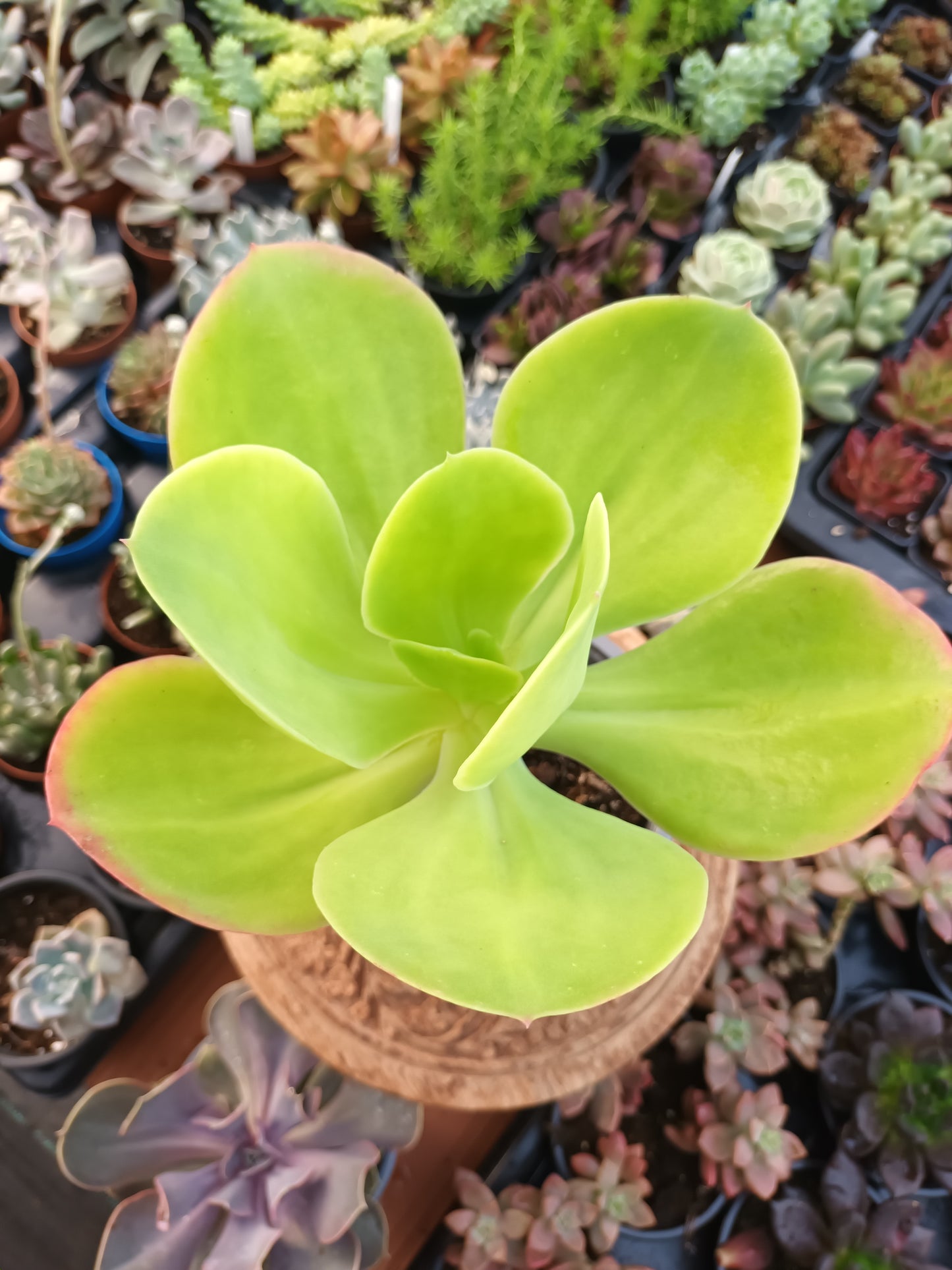 Echeveria pallida