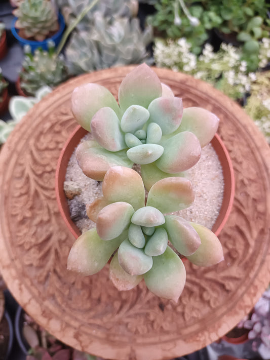 Pachyphytum piebald deer