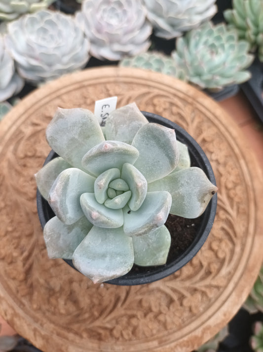 Echeveria Snow Tea