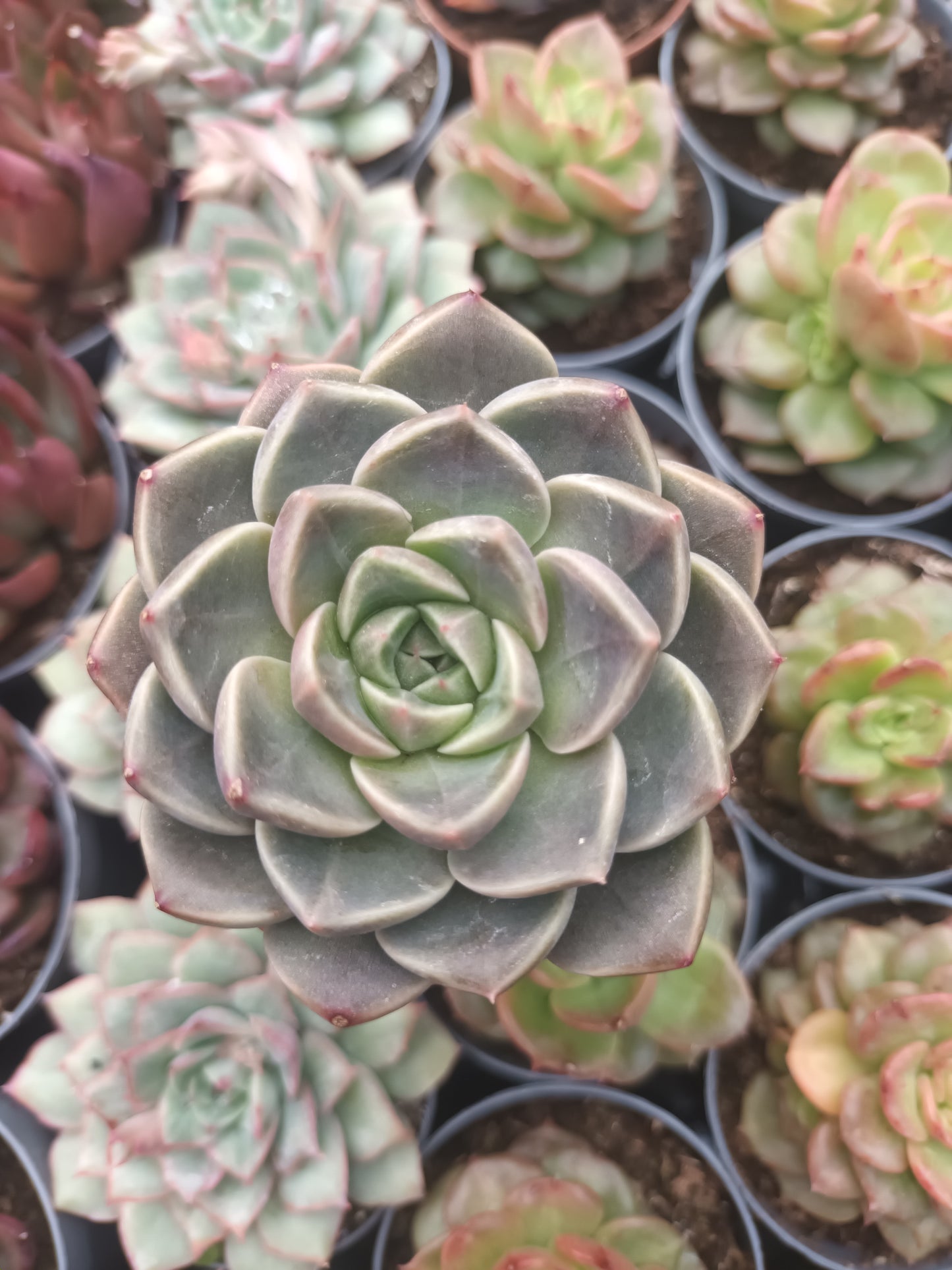 Echeveria Bubbaloo