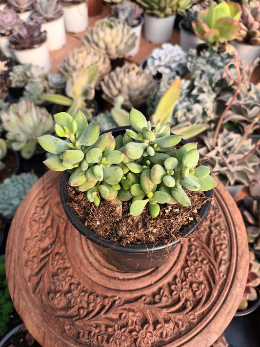 Cotyledon Pendens