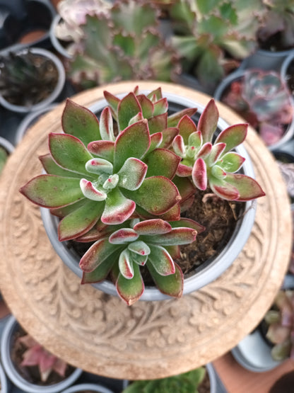 Echeveria pluvinata devotion