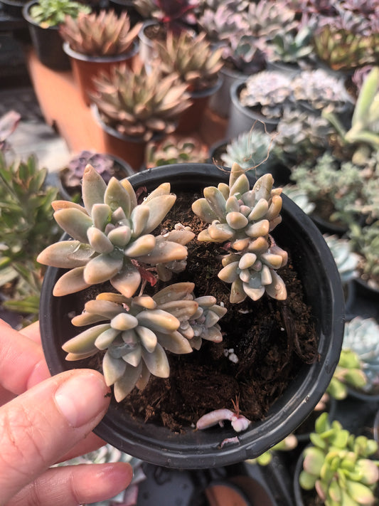 Graptosedum Francesco Baldi