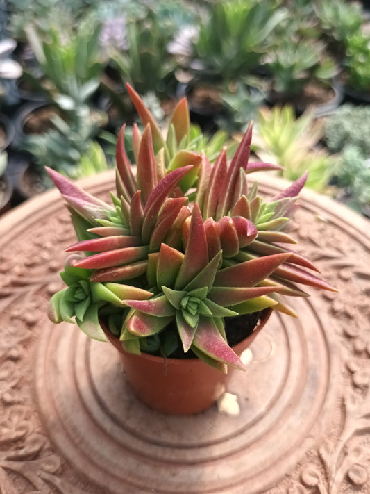 Crassula capitella