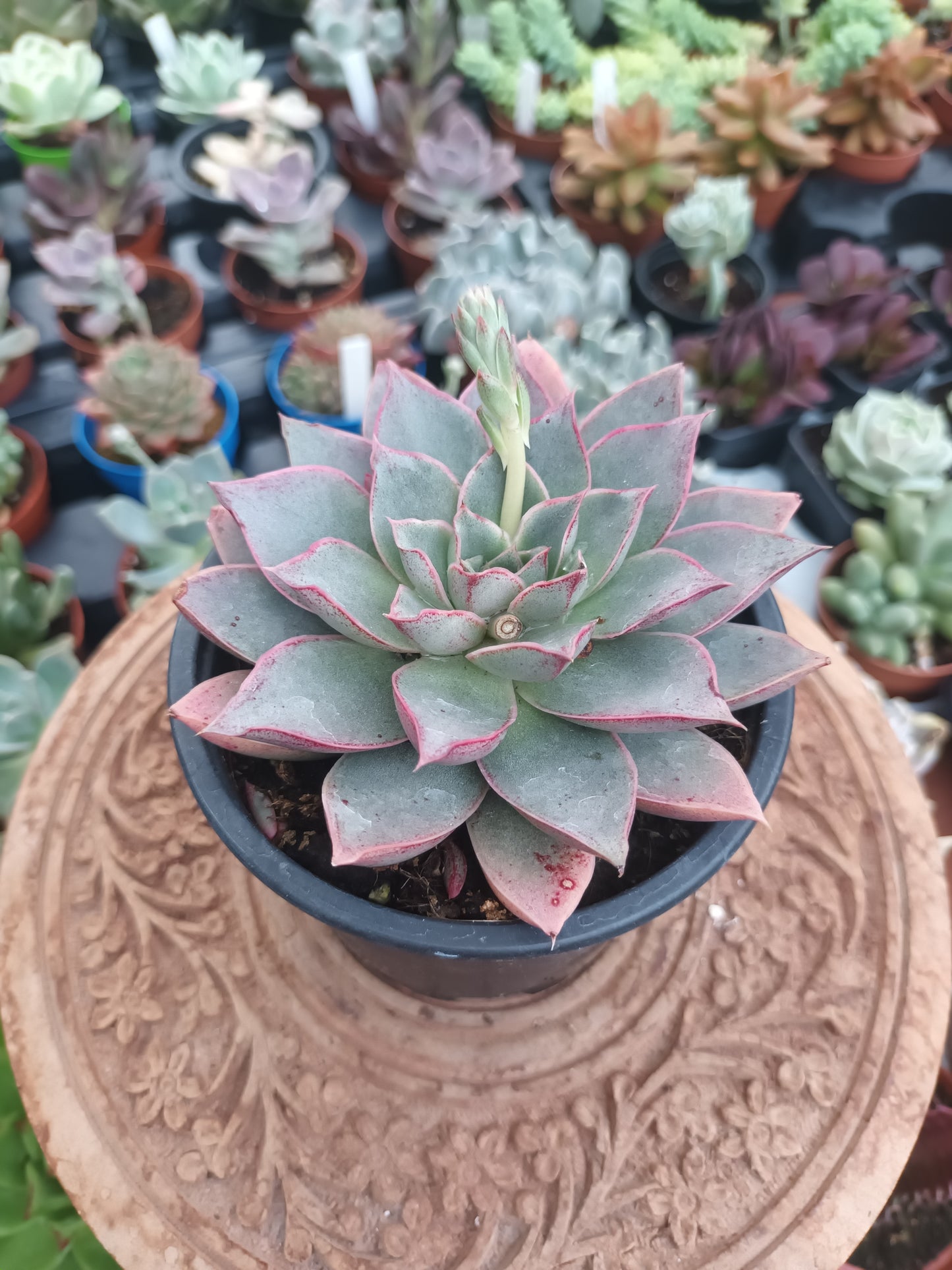 Echeveria punita