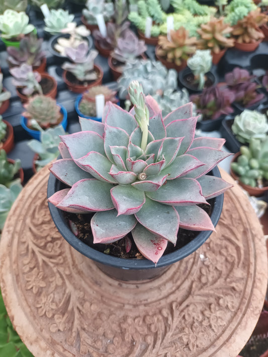 Echeveria punita