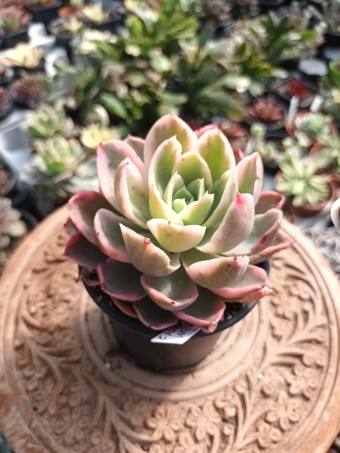 Echeveria 'Pink Vera' variegata