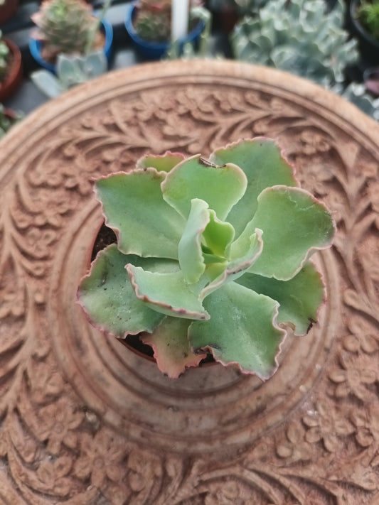 Echeveria Blue Waves
