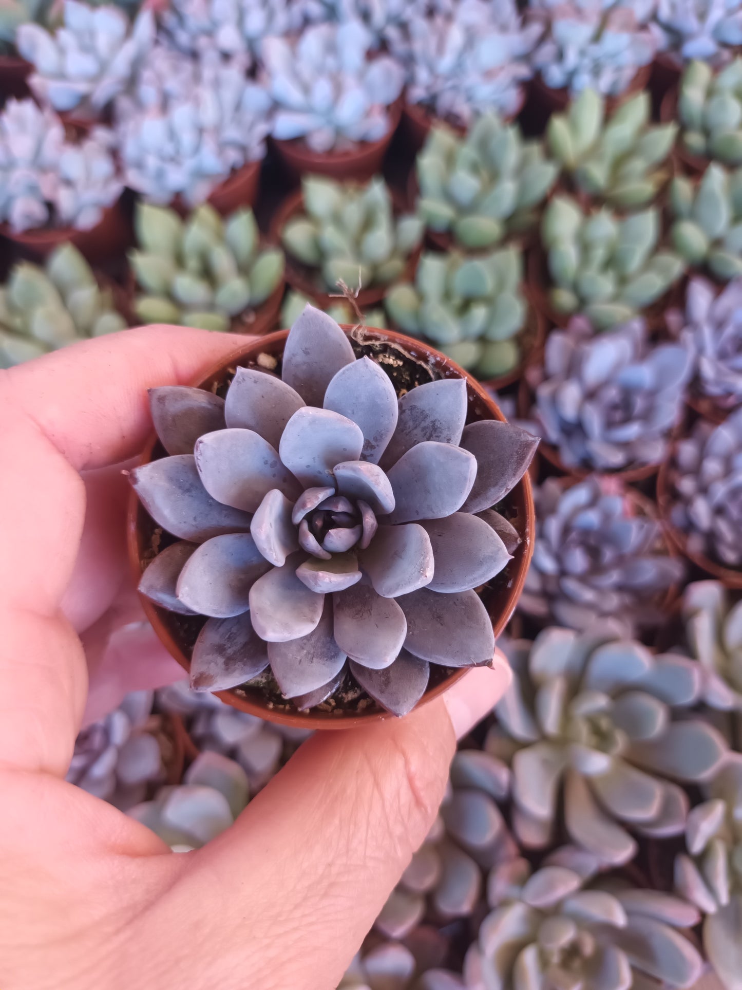 Graptoveria lulu