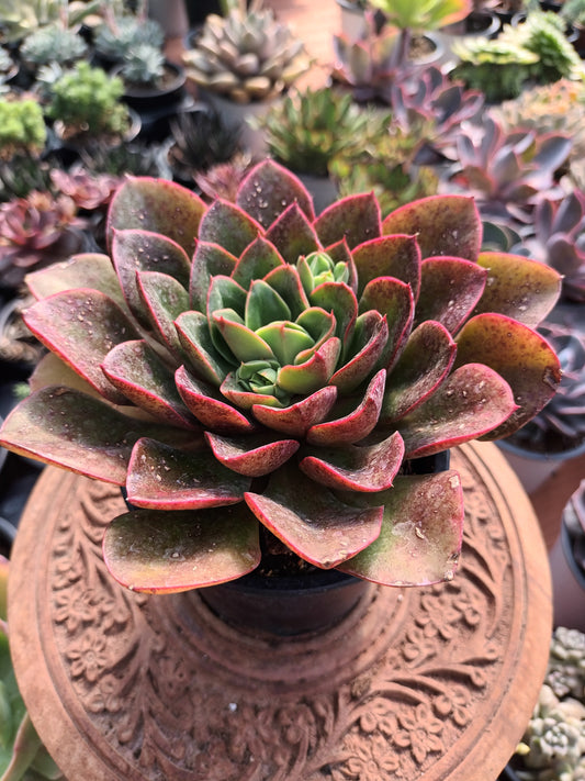 Echeveria Salsa Verde