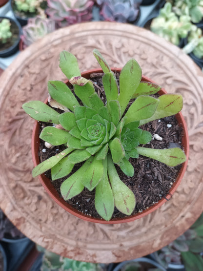 Aeonium Nogalesii Cupcake