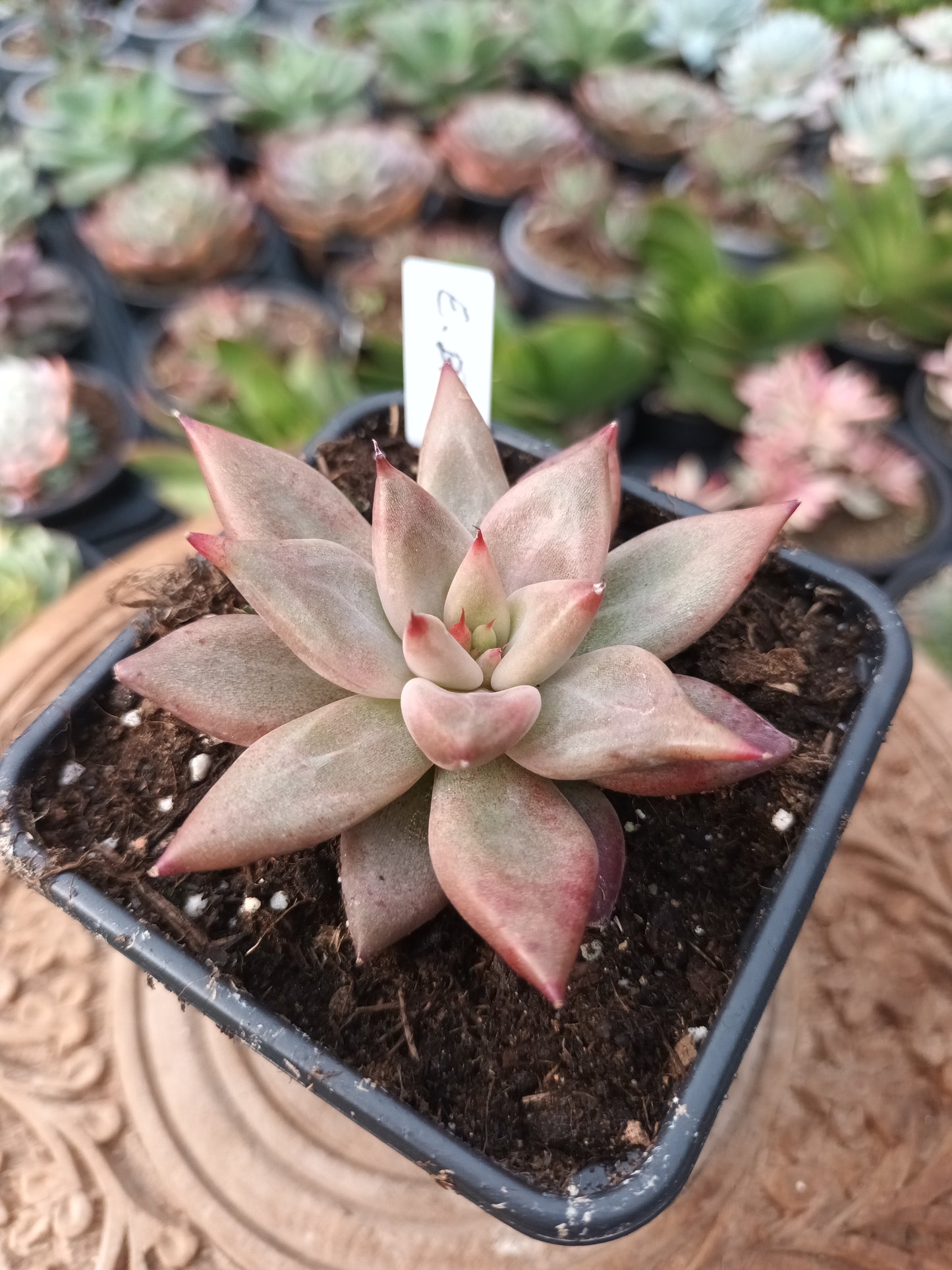 Echeveria Baiana