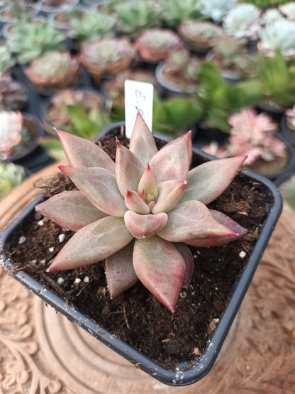 Echeveria Baiana