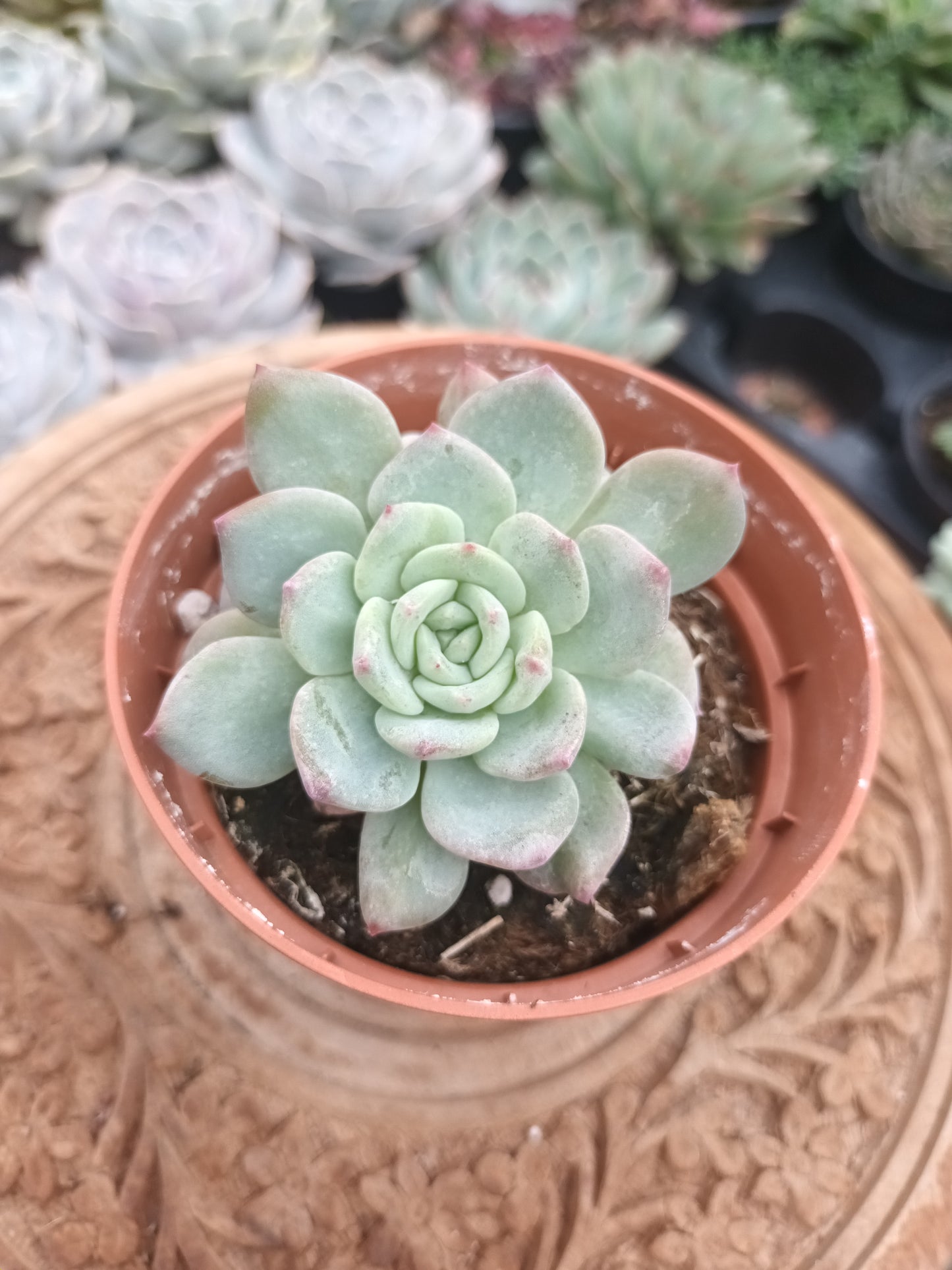 Echeveria 'montblanc'