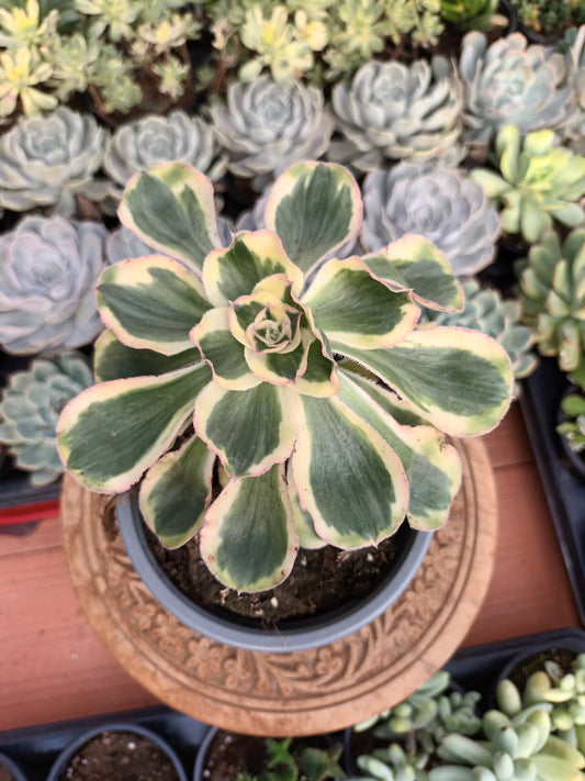 Aeonium zeus o Aeonium zuse