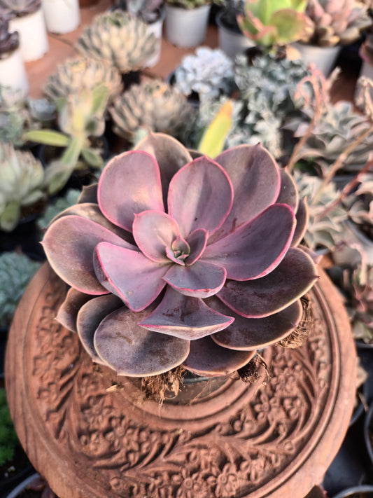Echeveria Lynn
