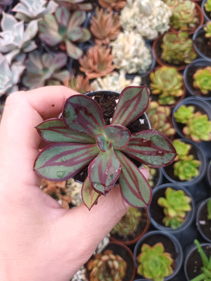 Echeveria Nodulosa
