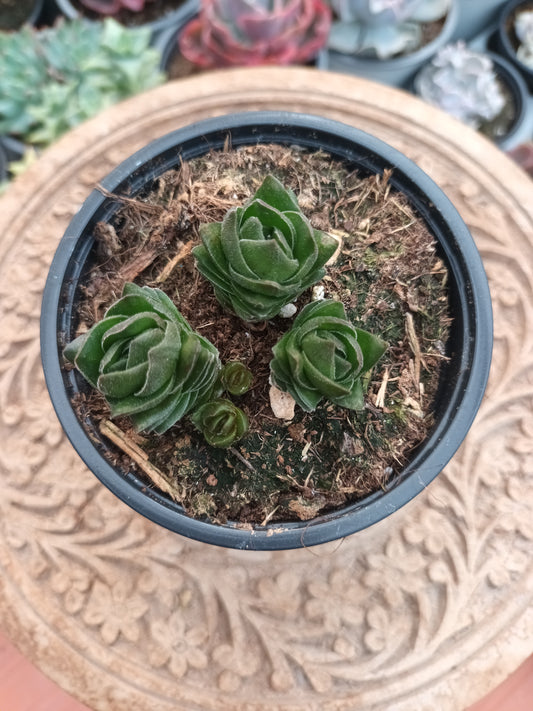 Crassula 'Templo de Buda'