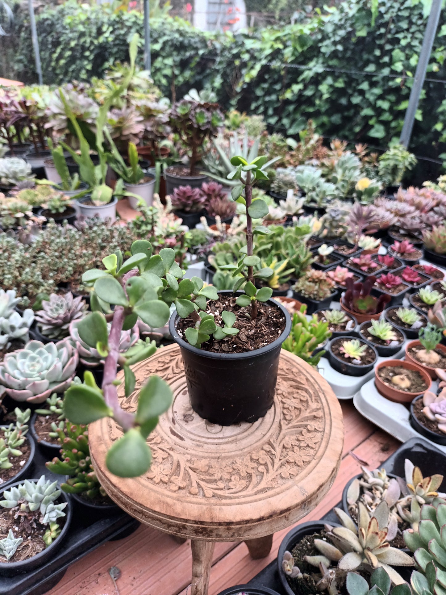 Portulacaria afra