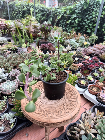 Portulacaria afra