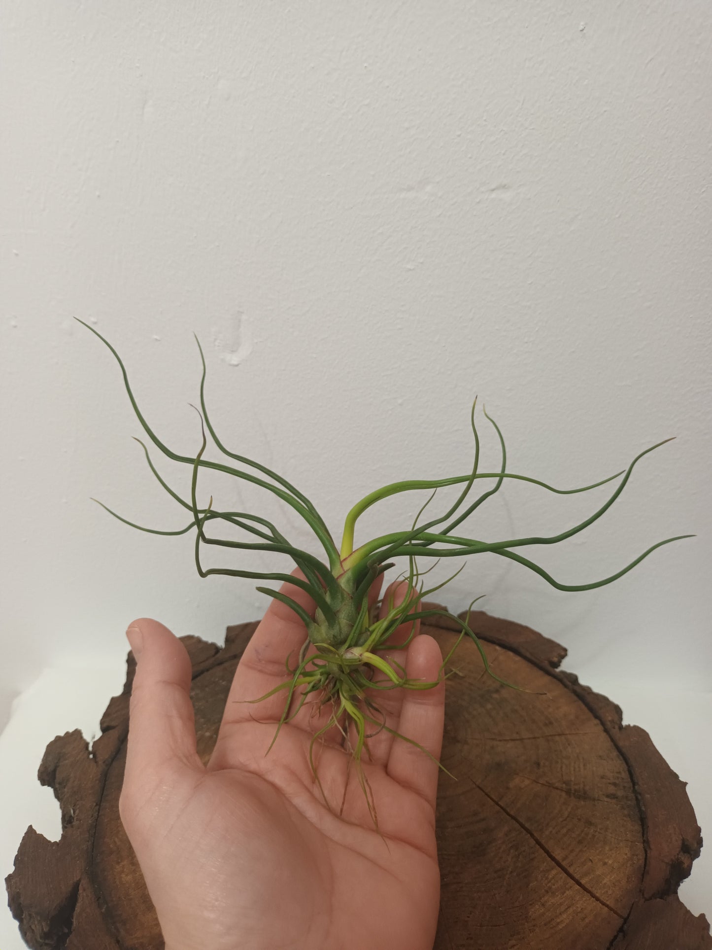 Tillandsia bulbosa - M con hijos