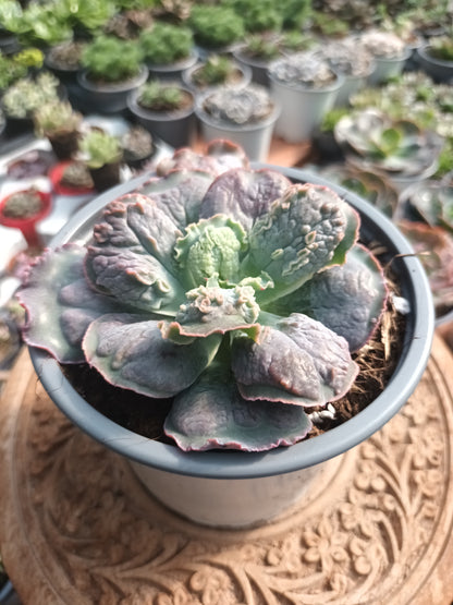 Echeveria Linguas