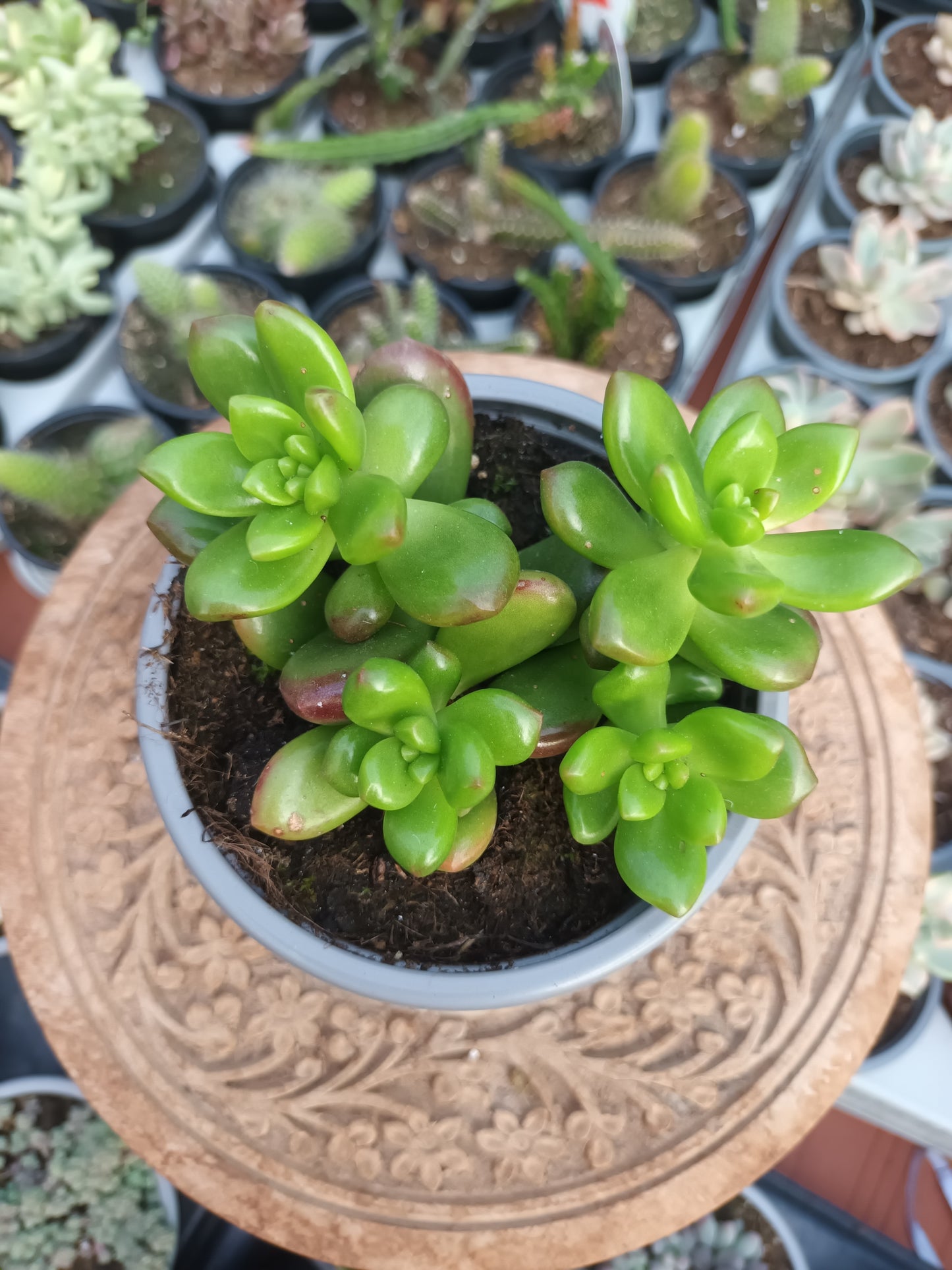 Sedum Lucidum Obesum