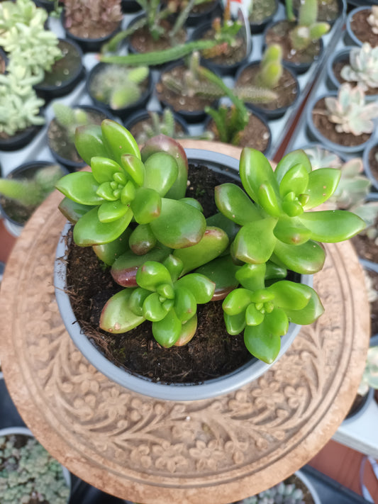 Sedum Lucidum Obesum