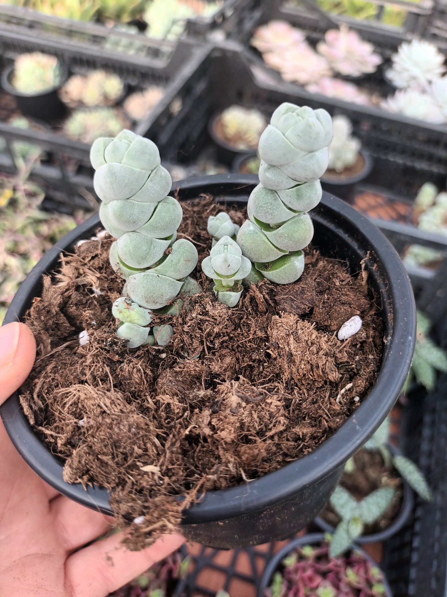 Crassula plegmatoides