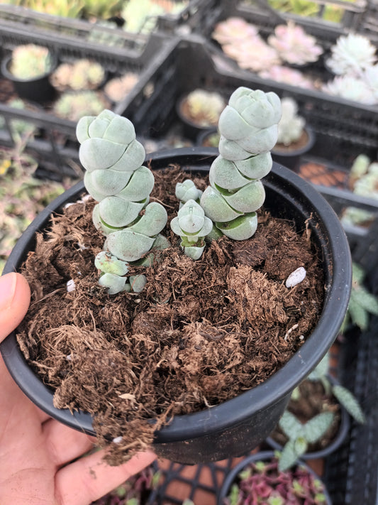 Crassula plegmatoides