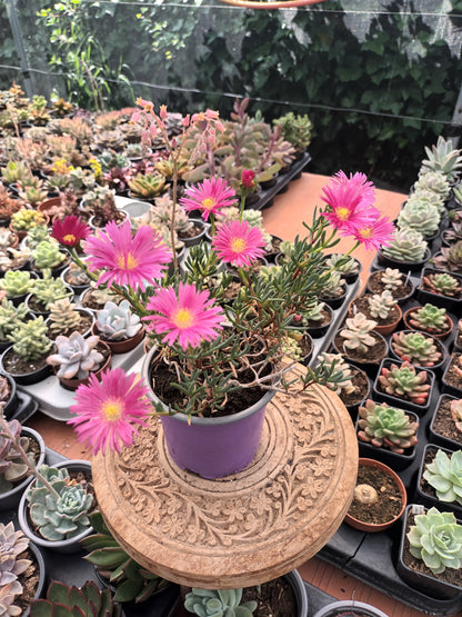 Delosperma spp / Rayito de sol