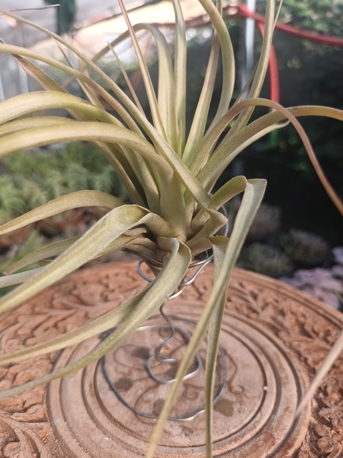 Tillandsia brachycaulos var.brachycaulos M