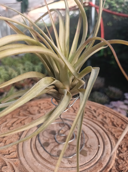 Tillandsia brachycaulos var.brachycaulos M