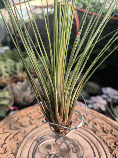 Tillandsia juncifolia -M