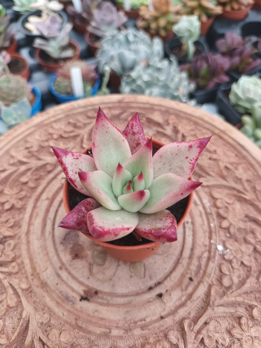 Echeveria Romeo