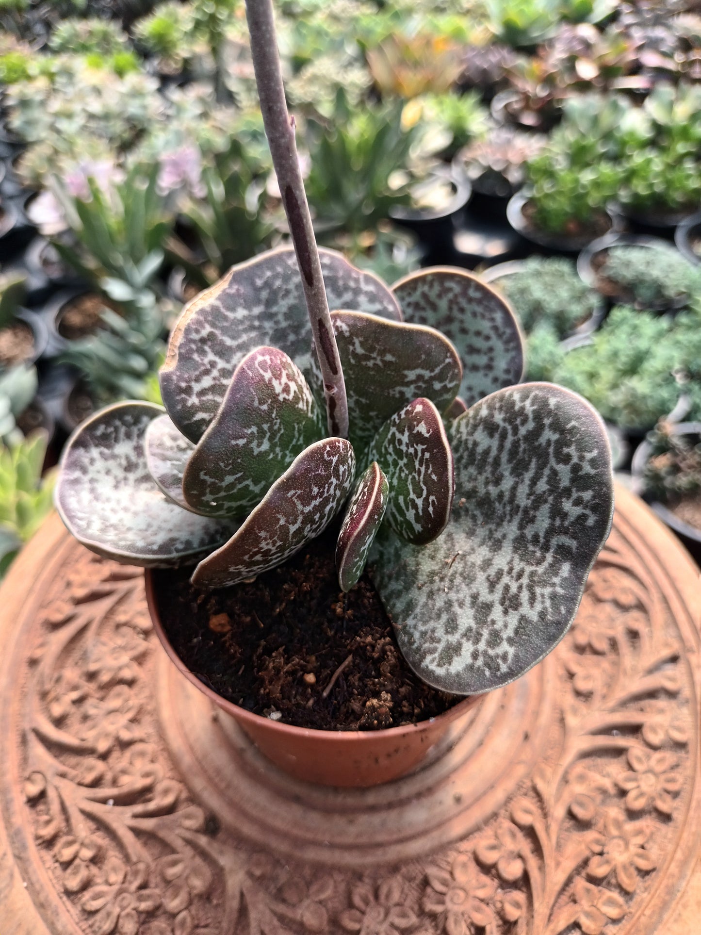 Adromischus maculatus