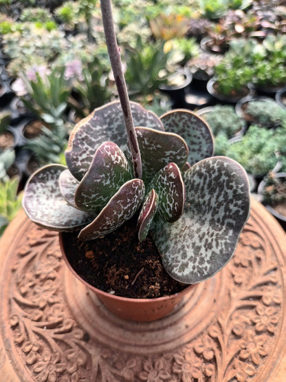 Adromischus maculatus
