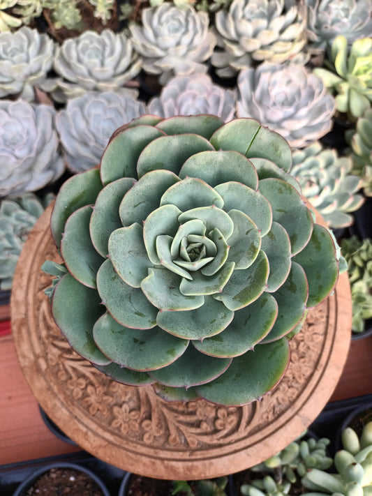 Echeveria Atlantis