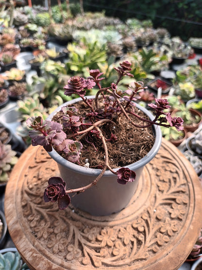 Sedum Red Carpet