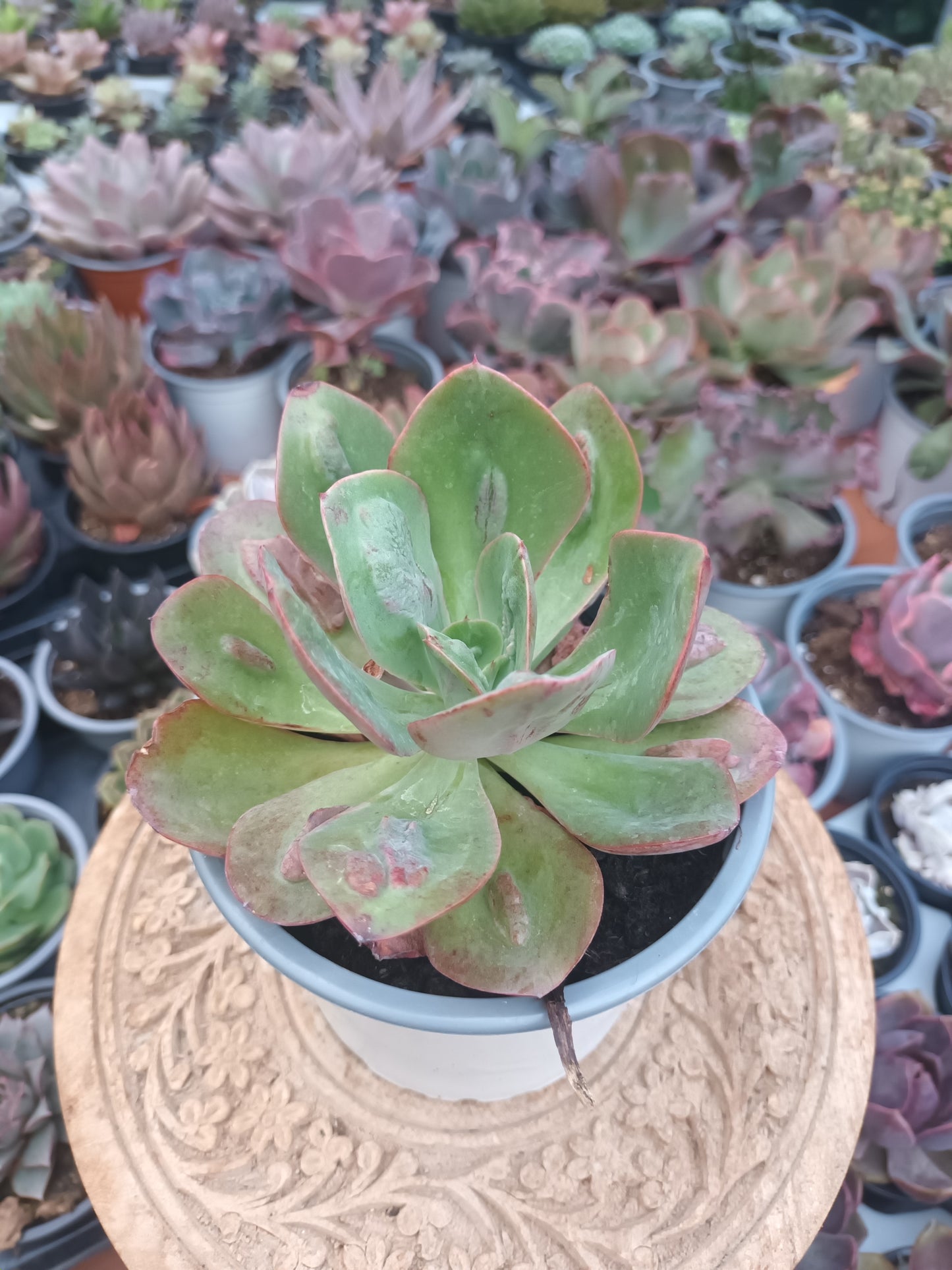 Echeveria 'Baron Bold'