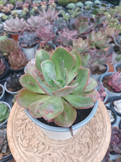 Echeveria 'Baron Bold'