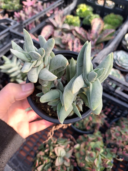 Crassula falcata minor