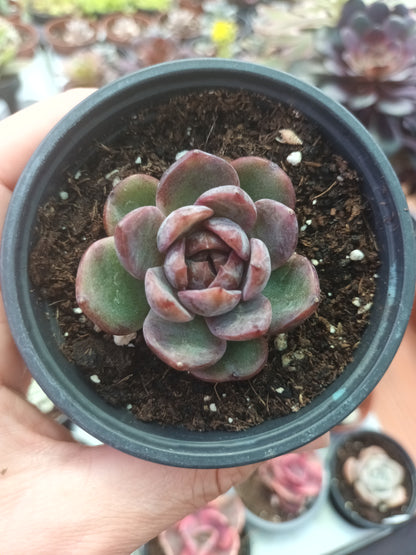 Echeveria Blackberry