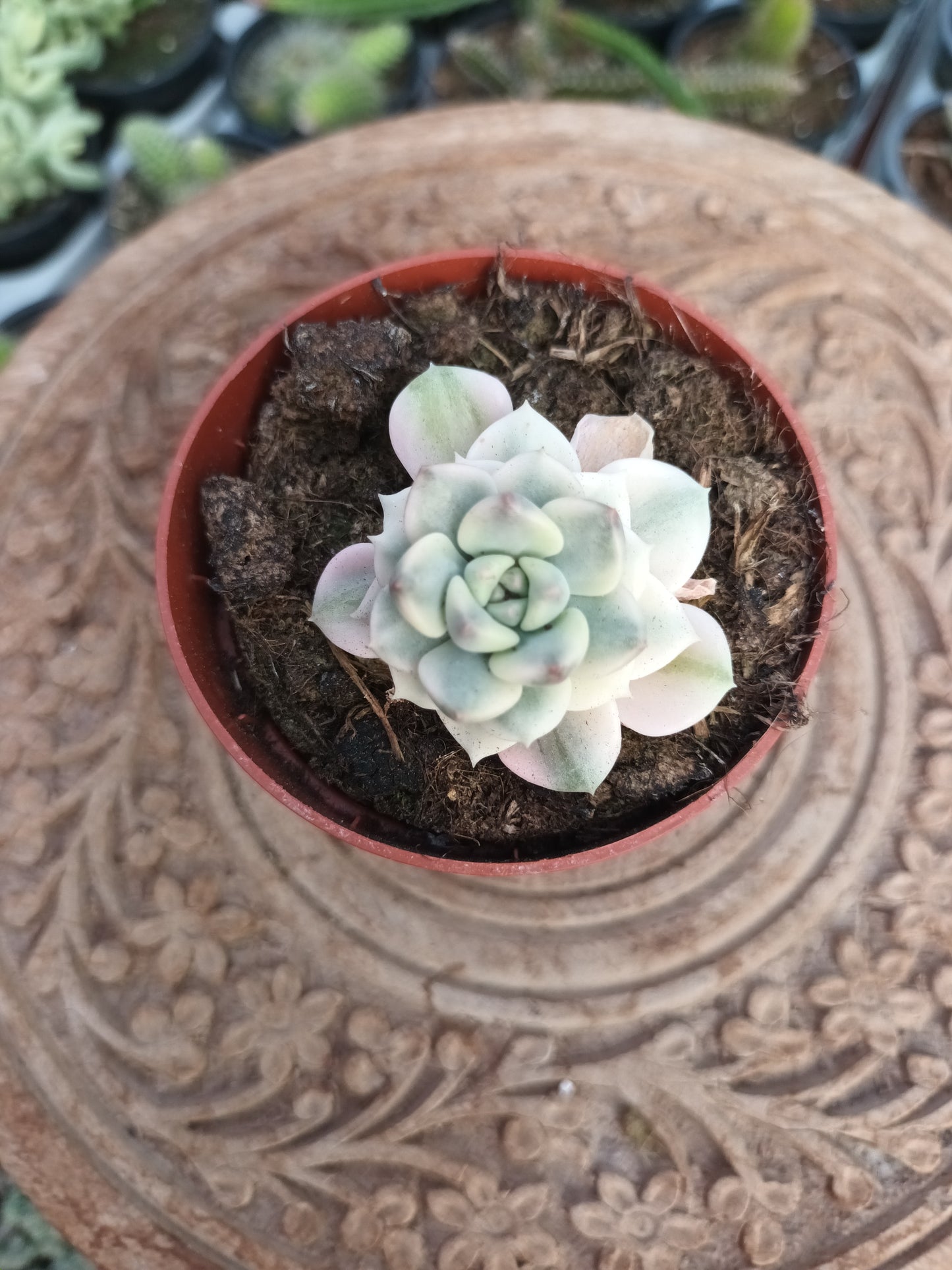 Graptoveria "tinkerbell" vatiegata