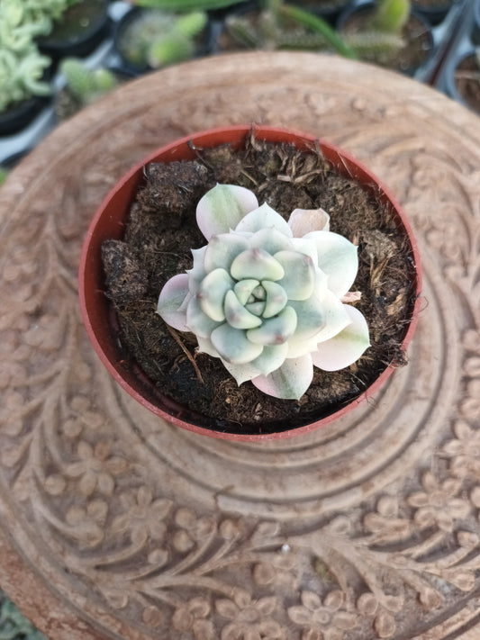 Graptoveria "tinkerbell" vatiegata