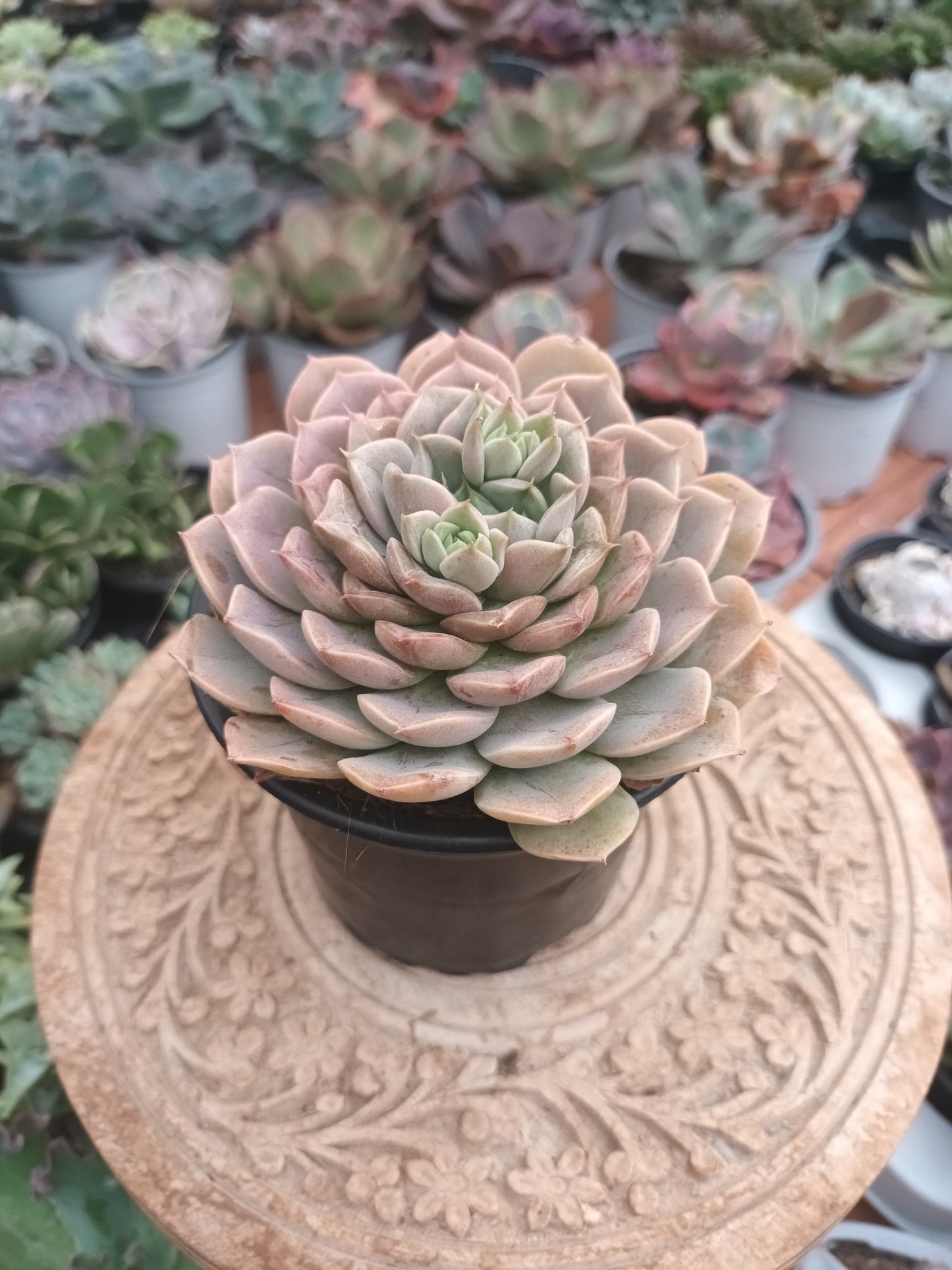 Echeveria Merriman