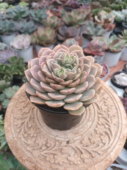 Echeveria Merriman