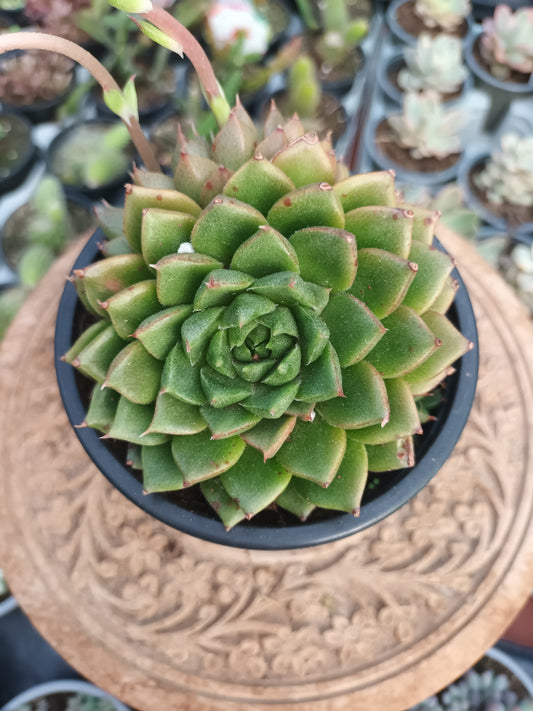 Echeveria Setorum Victor